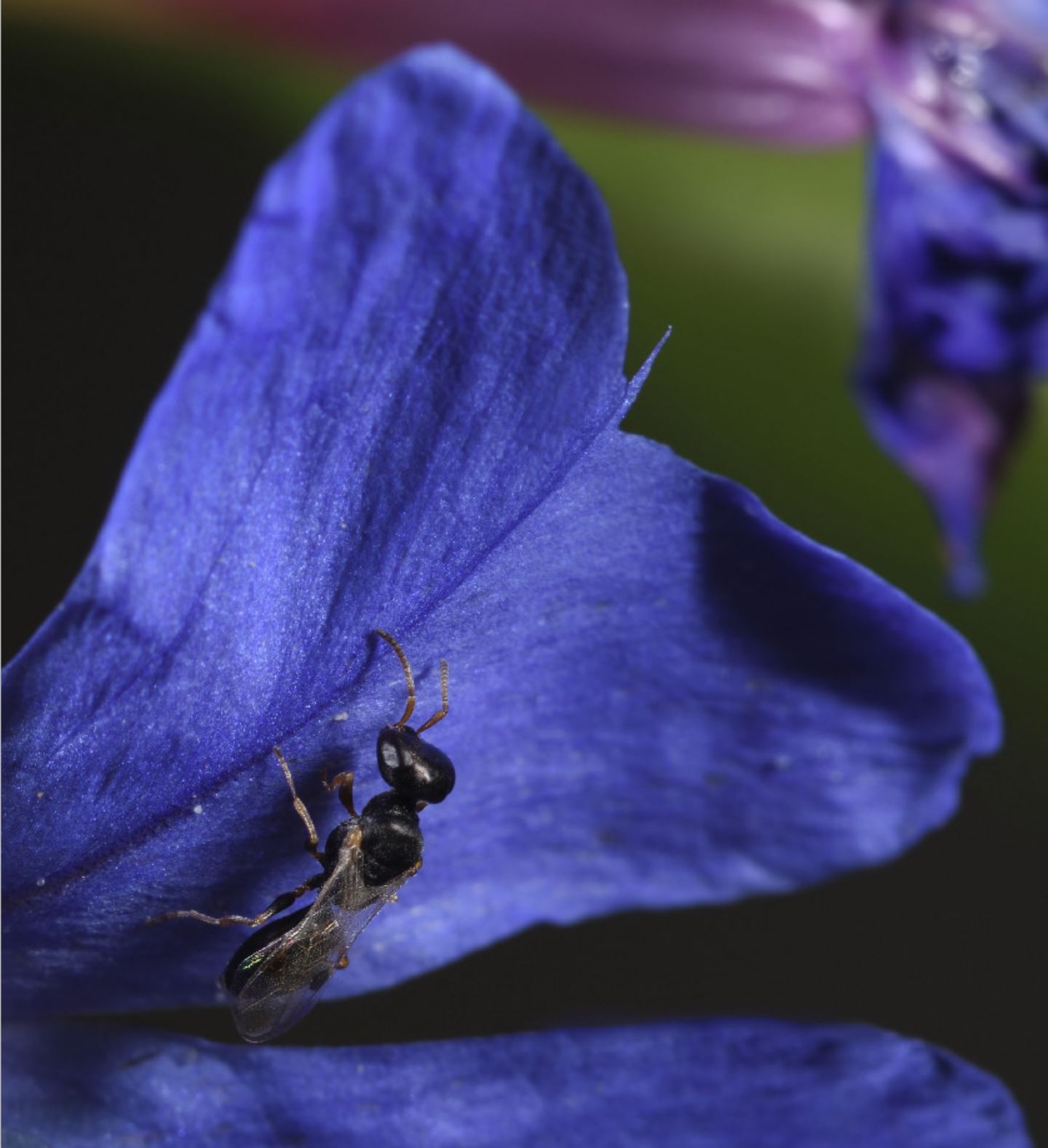 Richiesta classificazione